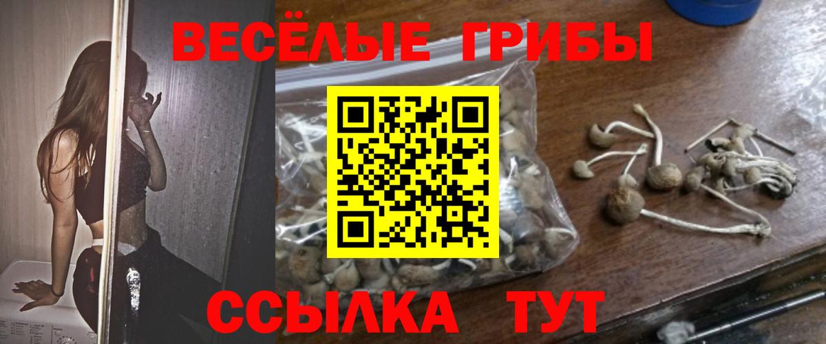 Галлюциногенные грибы Psilocybine cubensis Якутск